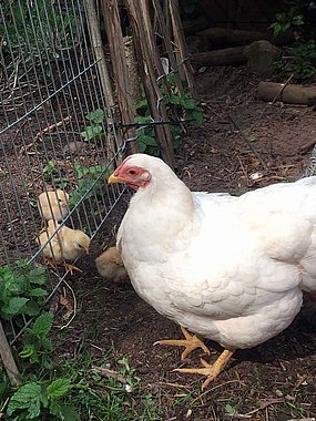 Huhn mit Küken im Garten von Anne Daur-Lyrhammer