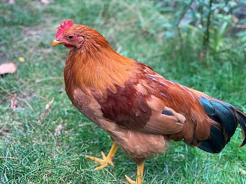 Hahn im Garten von Anne Daur-Lyrhammer