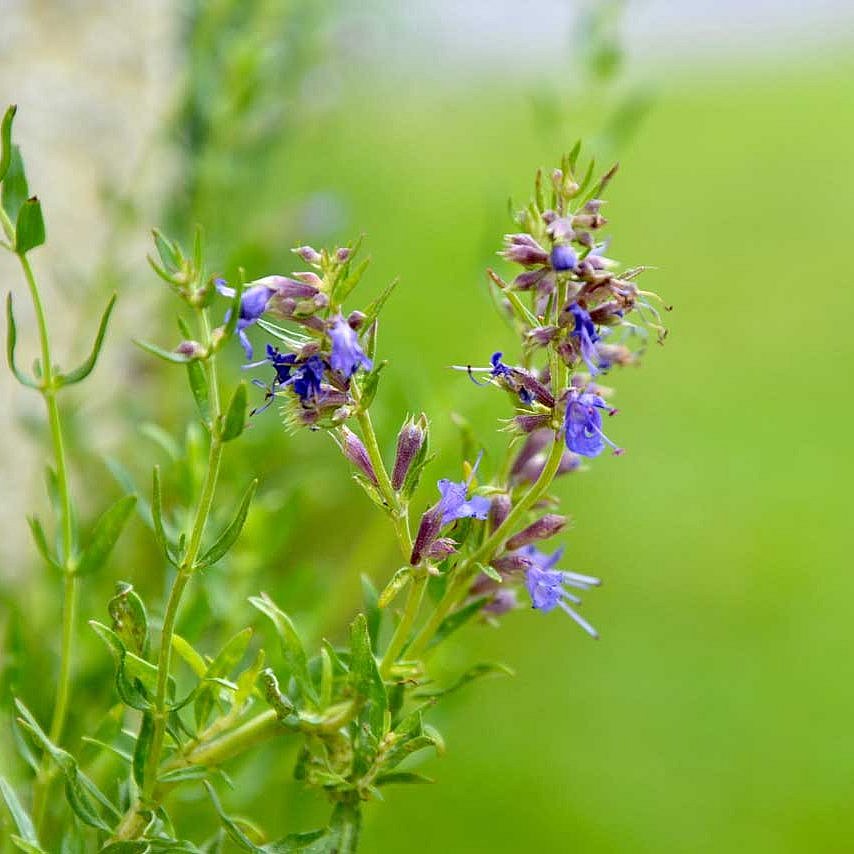 Die Ysop-Blüte schmeckt gut im Bauernsalat