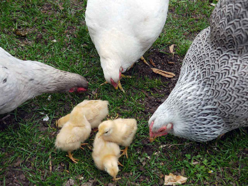 Hühner mit Küken im Garten von Anne Daur-Lyrhammer