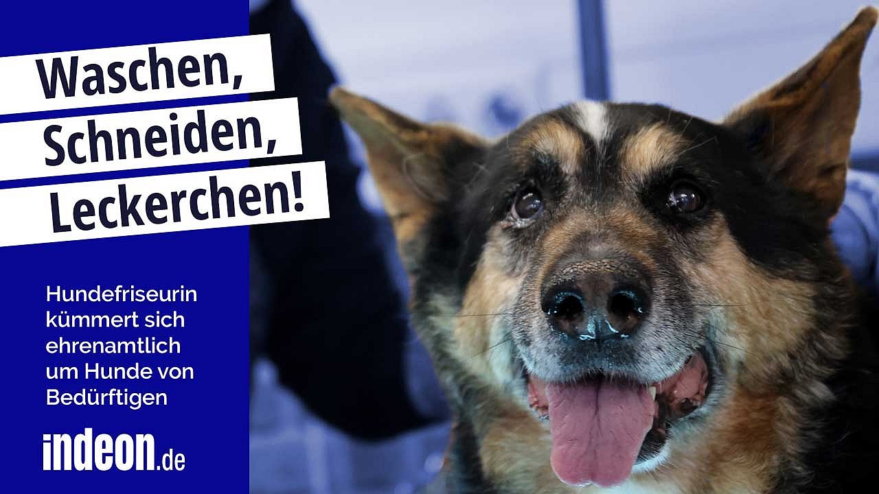 Freundlicher Hund blickt in die Kamera