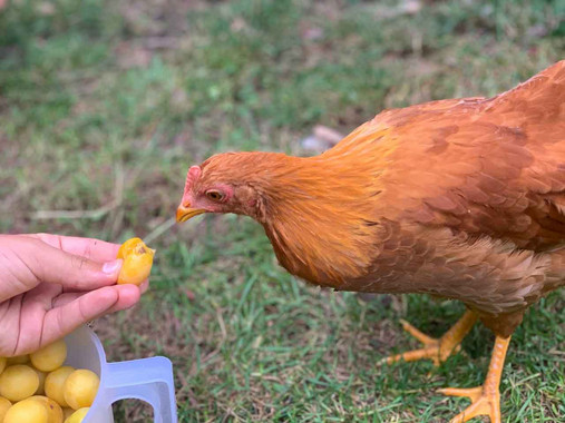 Das Füttern der Hühner macht allen Spaß