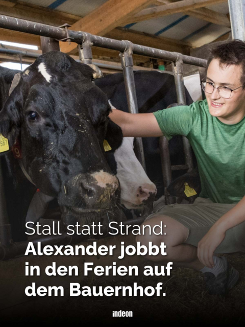 Stall statt Strand: Alexander arbeitet auf dem Bauernhof und füttert zum Beispiel die Kühe