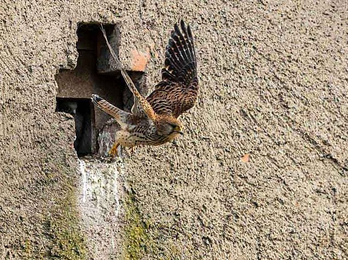 Ein Turmfalke in der Zuchthöhle