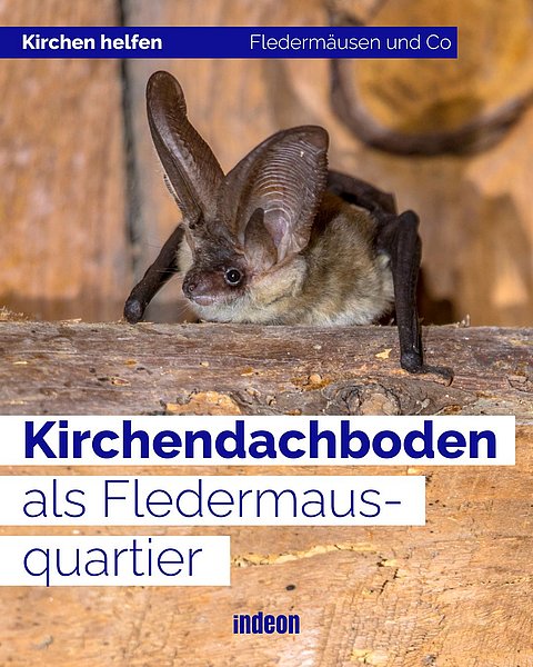 Langohrfledermaus auf Dachboden, dort fühlen Sie sich sehr wohl