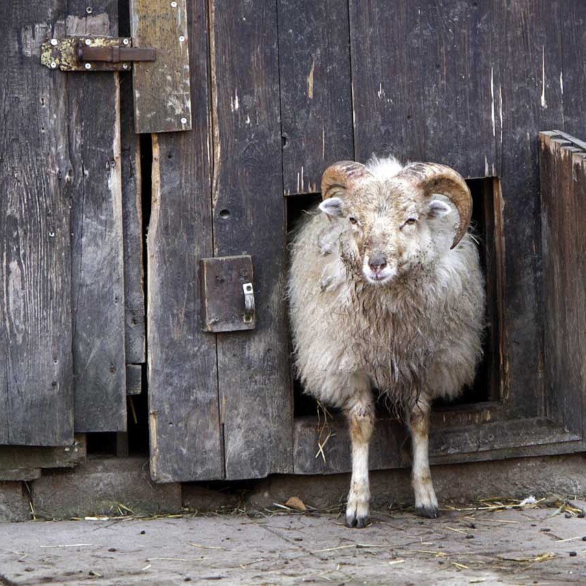 Schaf Skudde