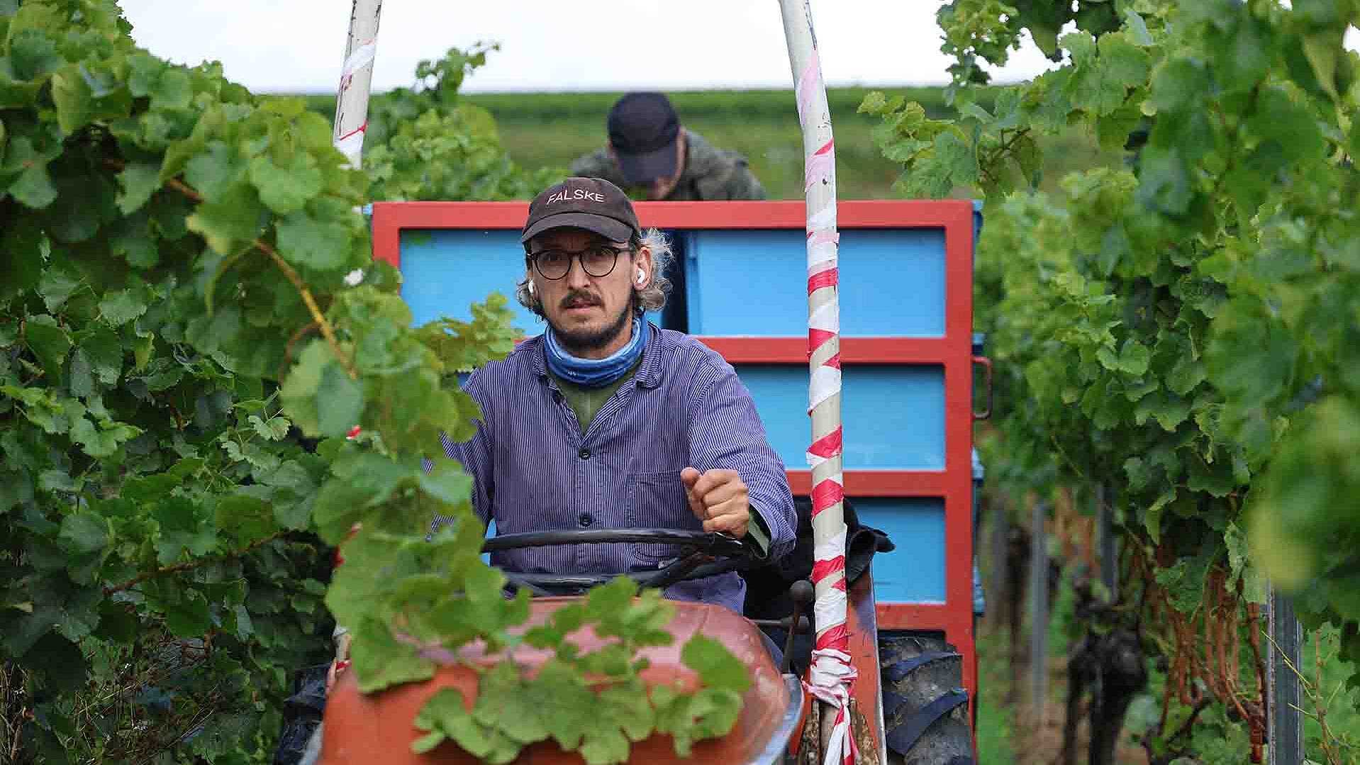 Lukas Krauß fährt mit einem Erntehelfer durch den Weinberg