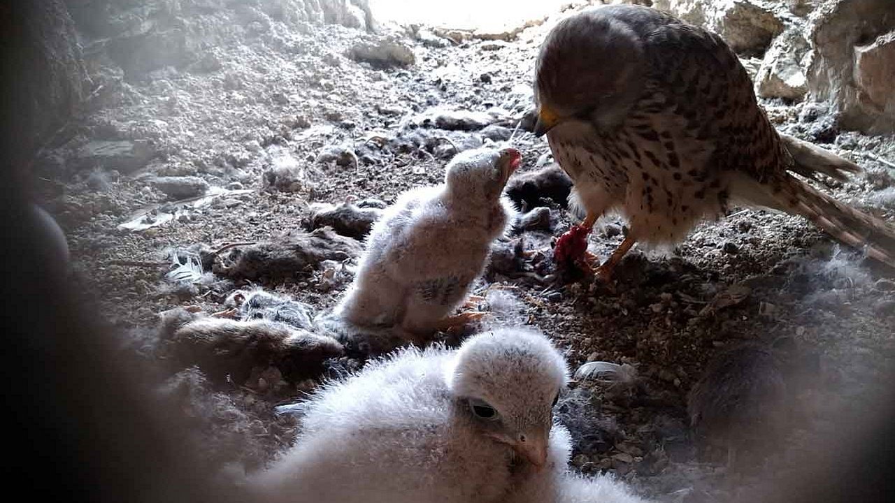 Turmfalke füttert Jungtiere