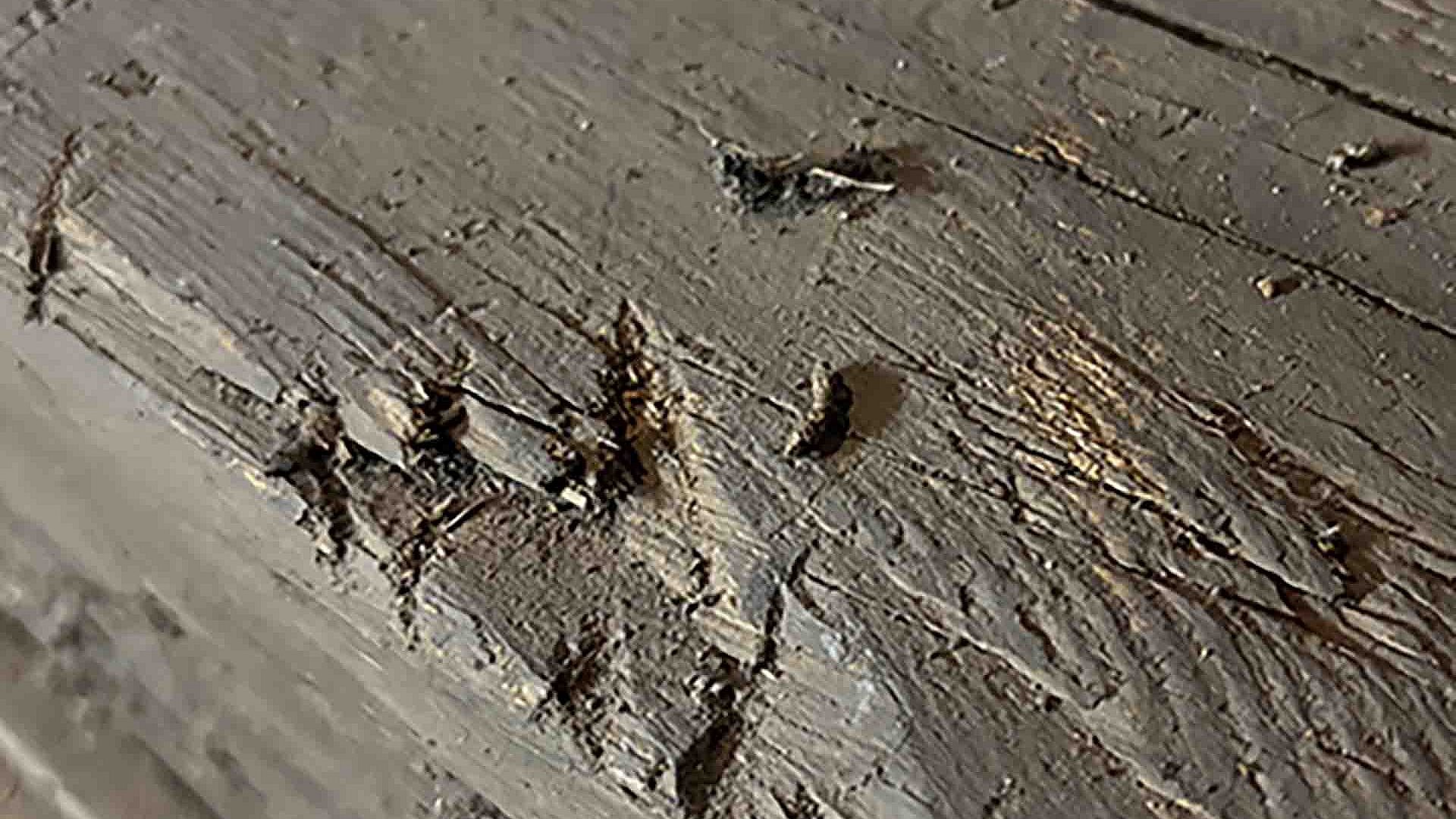 Fledermauskot liegt auf einem Holzbalken