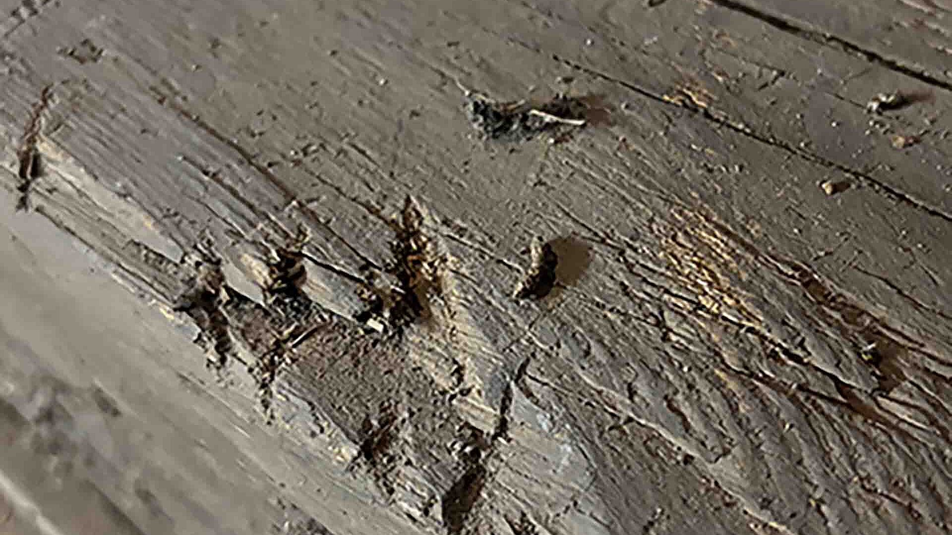 Fledermauskot liegt auf einem Holzbalken