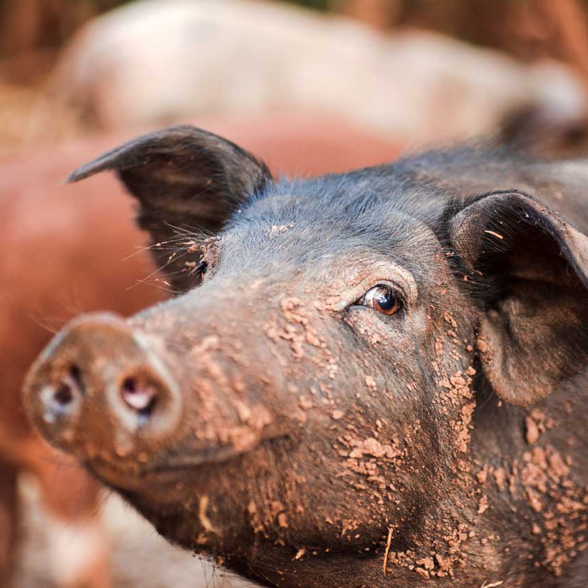 Schweine haben keine Schweißdrüsen, deswegen suhlen sie sich. 
