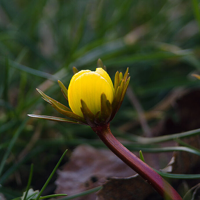 Winterling mit gelber Blüte