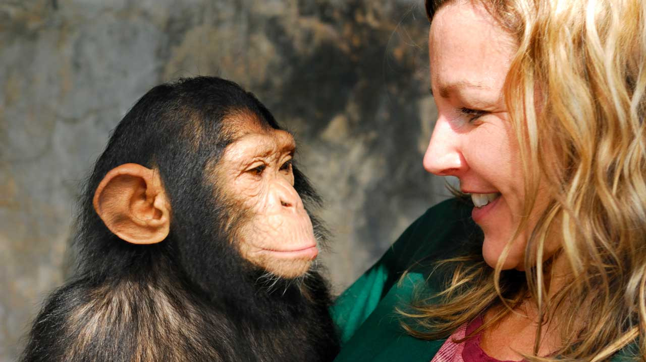 Schimpanse und Frau blicken sich an
