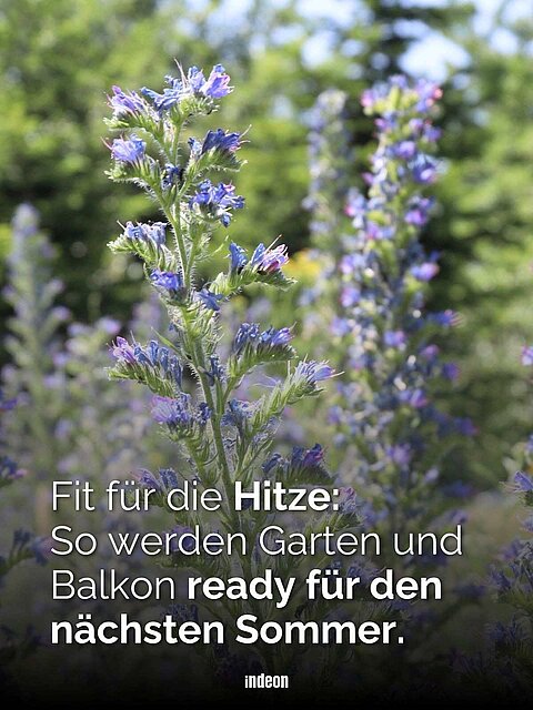 Nahaufnahme blühender lila Wildblumen, darüber weißer Text: „Fit für die Hitze: So werden Garten und Balkon ready für den nächsten Sommer.“