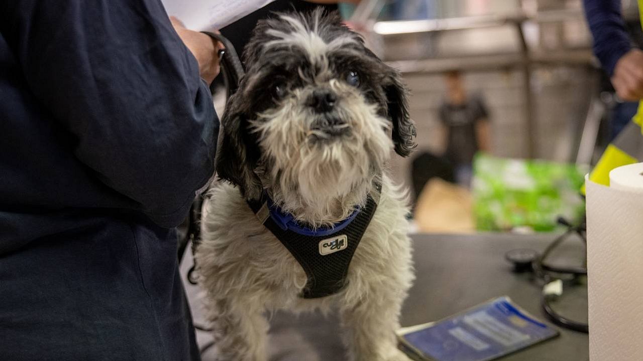 blinder Hund bei der Tier-Not-Hilfe