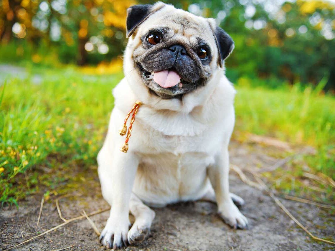 Mops