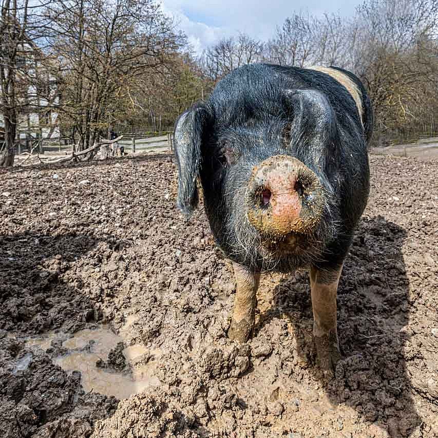 Das Angler-Sattelschwein