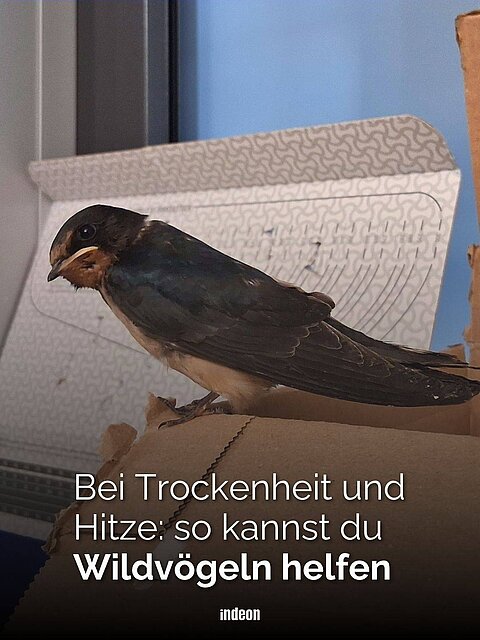 Ein Jungvogel in einer Vogelklinik sitzt auf einem Karton und hat den Kopf leicht zur Seite geneigt und scheint den Betrachter anzublicken. Text: Bei Trockenheit und Hitze: so kannst du Wildvögeln helfen