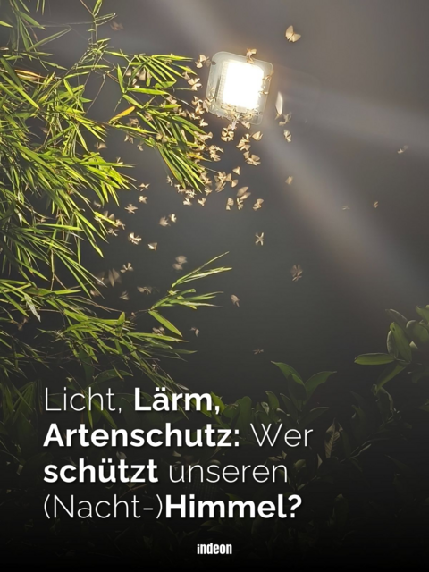 Nachtfalter fliegen um eine helle Lampe zwischen grünen Pflanzen.