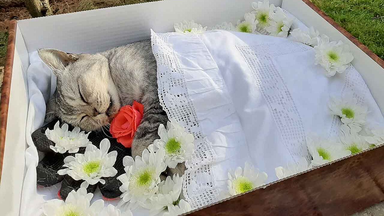 Katze liegt in einem Kartonsarg
