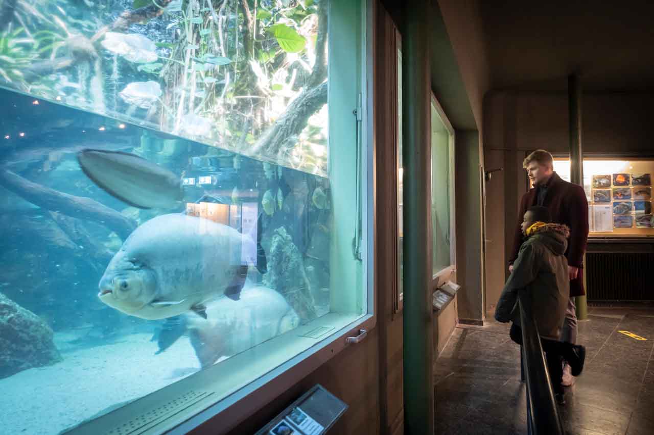 Mathias und Richmond sind fasziniert von der Vielfalt im großen Aquarium. Ein großer Fisch im Vordergrund schwimmt vorbei. 