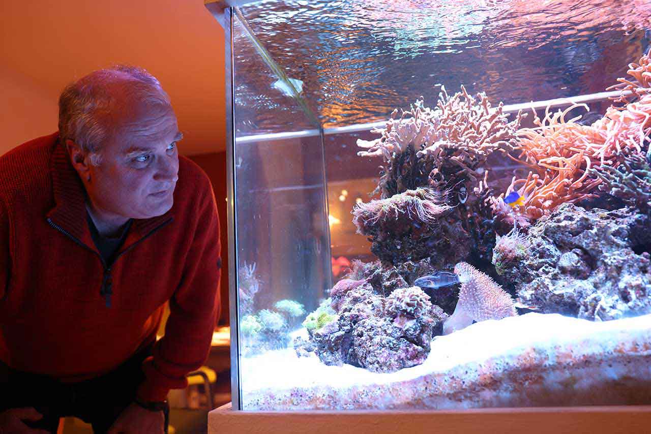 Mann schaut in ein Aquarium