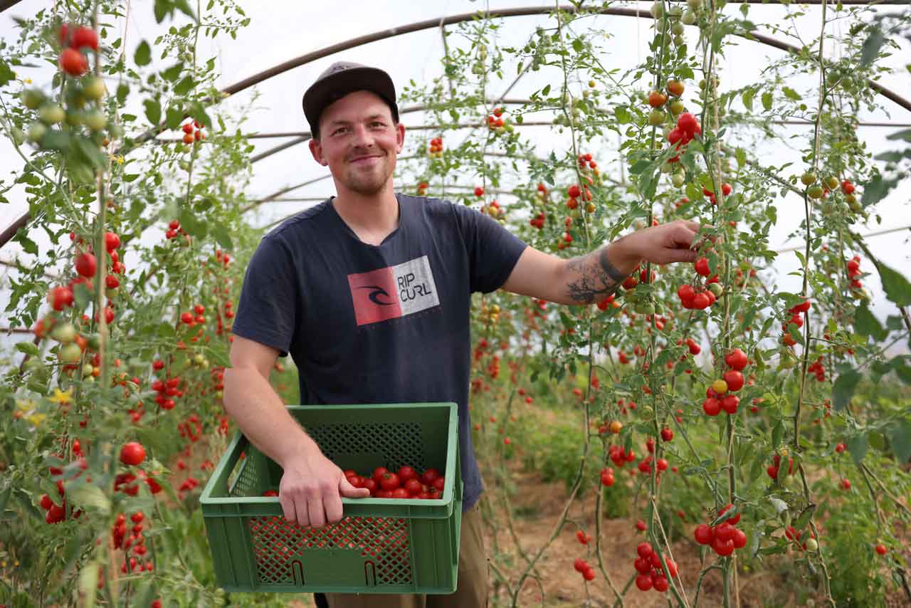 Tim Kramm bei der Tomatenernte