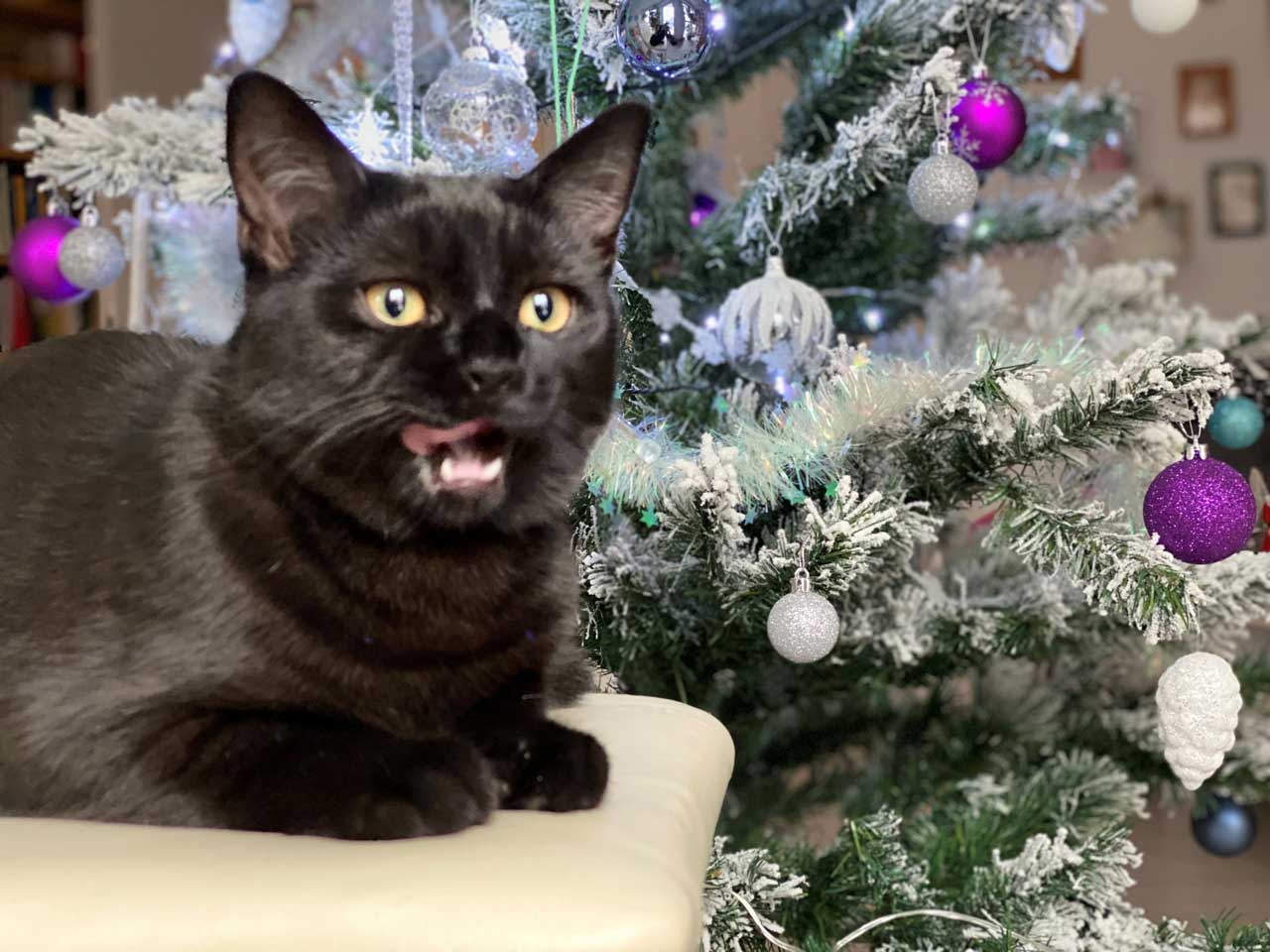 Kater Kasimir und der Weihnachtsbaum