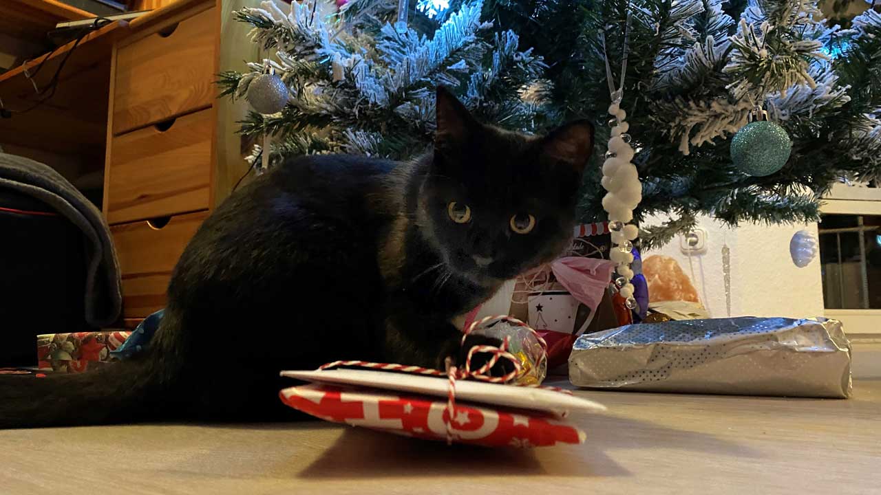 Kater Kasimir unterm Weihnachtsbaum