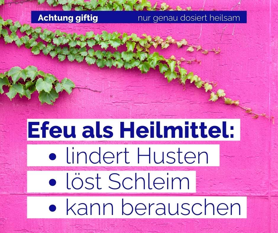 Efeu kann giftig sein, aber auch heilen. Dann: lindert er Husten, löst Schleim und hat eine berauschende Wirkung.