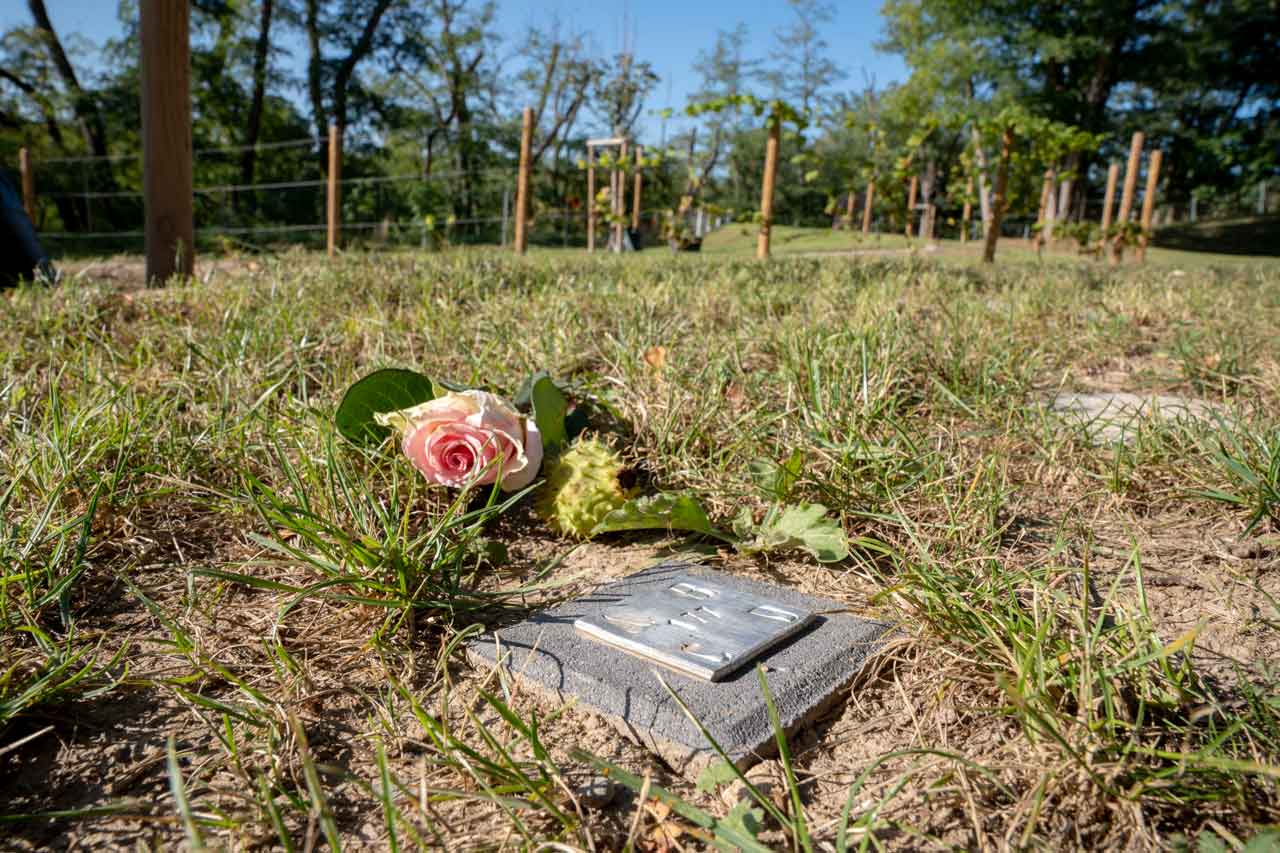 Rose liegt im neu angelegten Friedwingert Nackenheim auf dem Boden