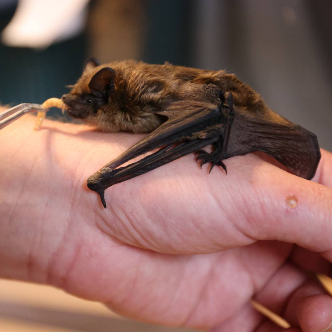 Fledermaus beim snacken