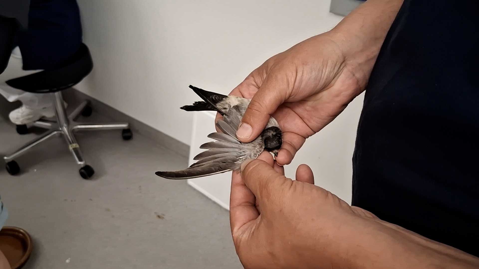 Ein Herr hält ein Mauerseglerküken in der Hand und zeigt den Flügel. 