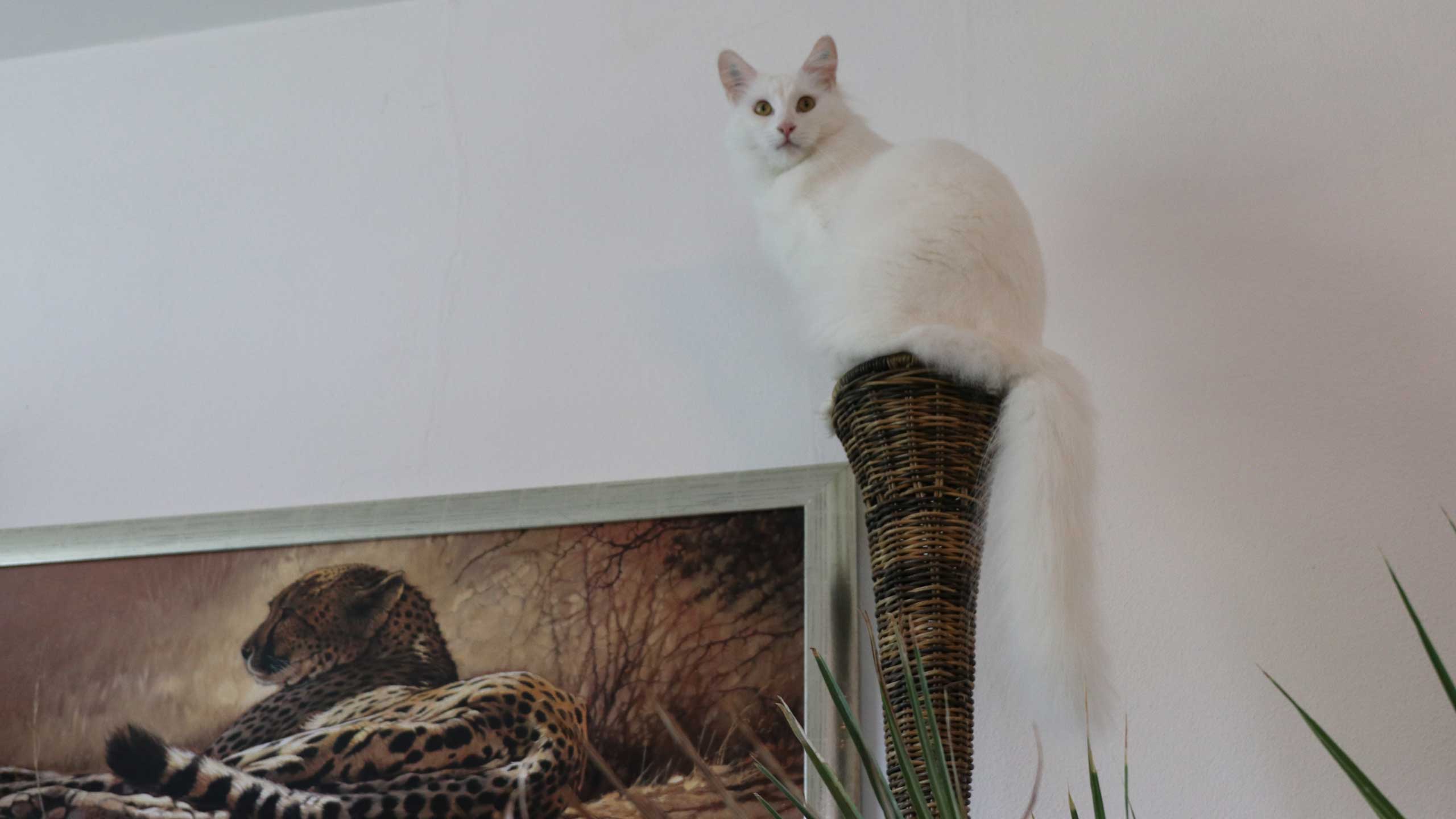 Langhaarkatze Lilly ist mit einem gewagten Sprung auf der Rattan Lampe gelandet. Sitzt weit oben und schaut mit gespitzen Ohren herunter