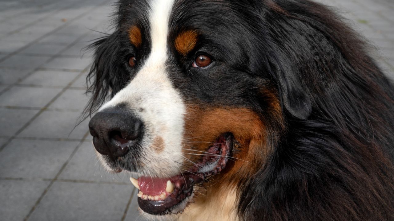 Lesen lernen mit dem Lesehund