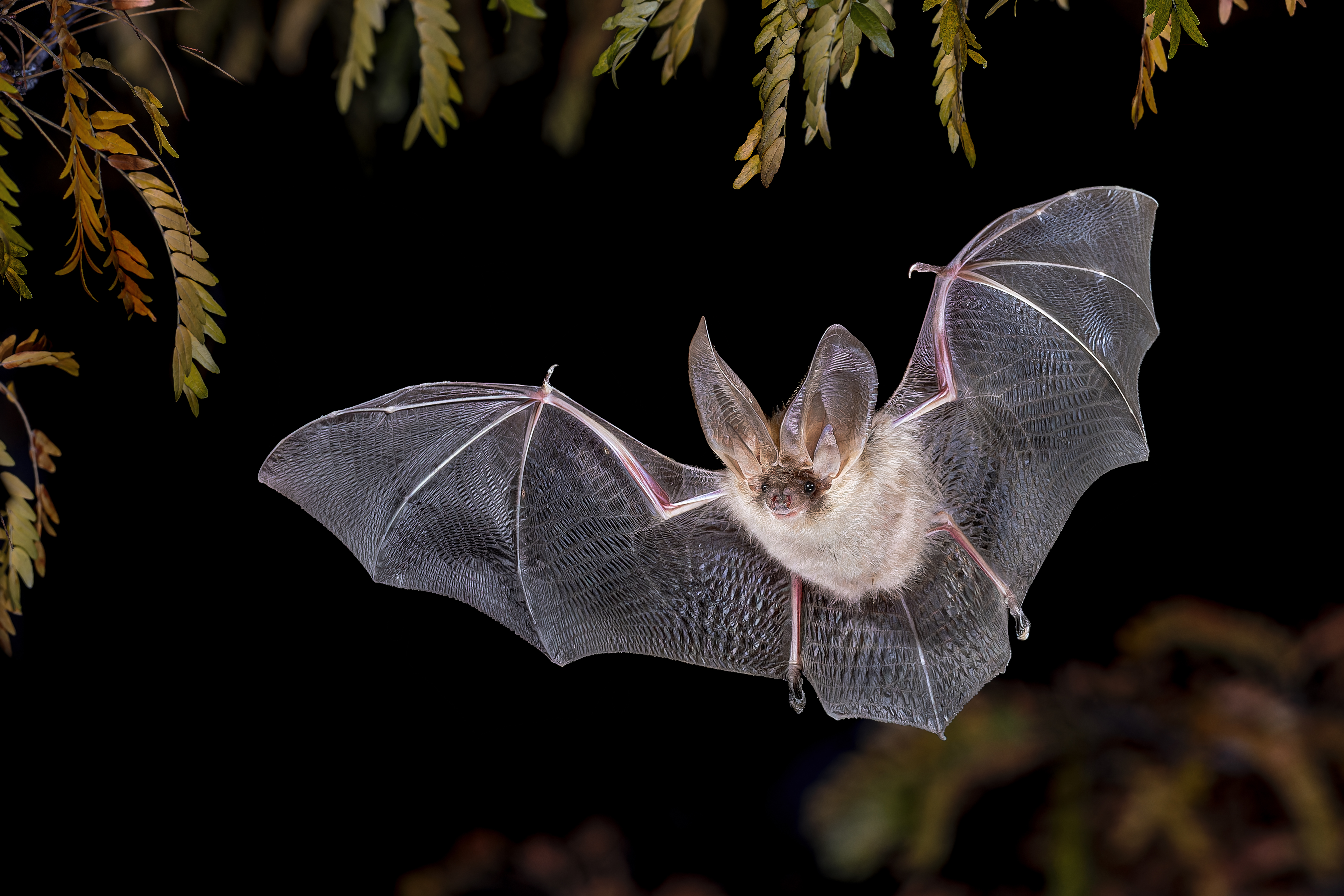 Fledermaus fliegt mit weit ausgebreiteten Flügeln vor einem dunklen Hintergrund mit herabhängenden Blättern.