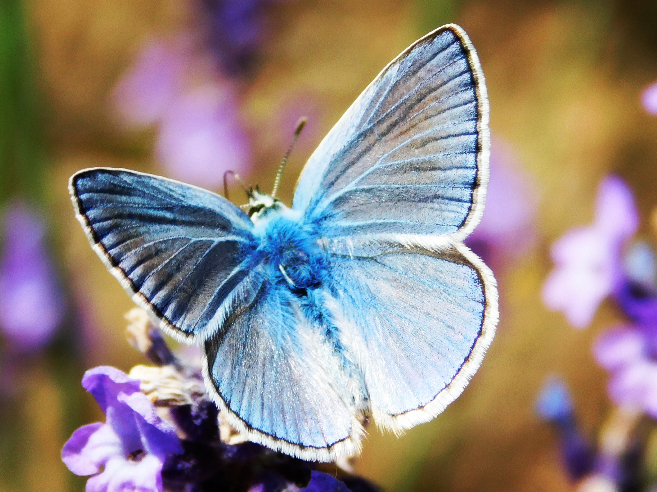 Blauer Schmetterling mit ausgebreiteten Flügeln sitzt auf einer violetten Blüte; im Hintergrund sind weitere unscharfe Blüten zu sehen.