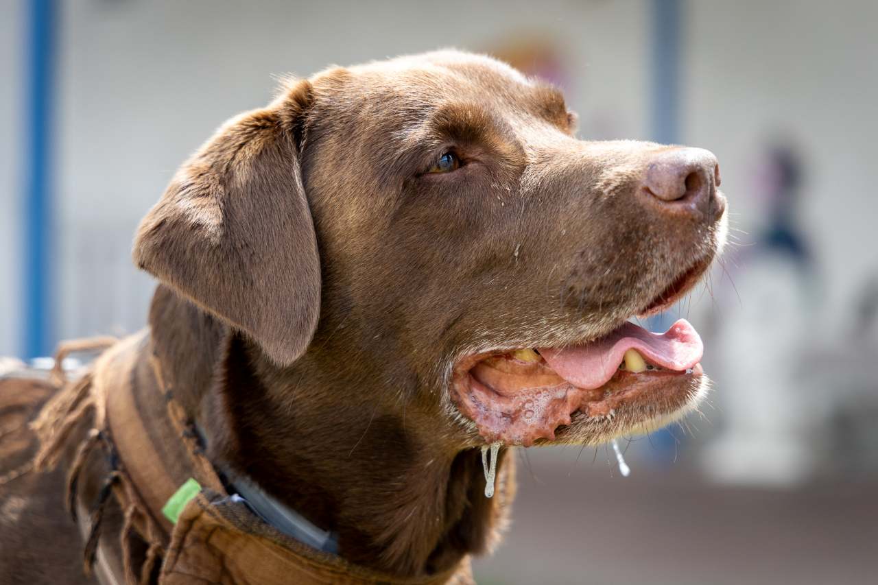 der braune Labrador Samu sabbert von seinen Lefzen