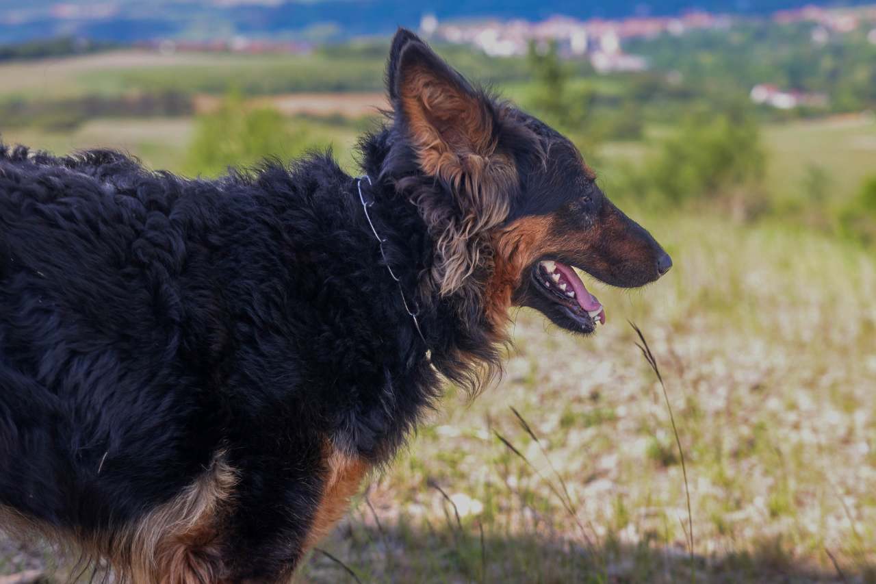 altdeutscher Schäferhund in der Rhön