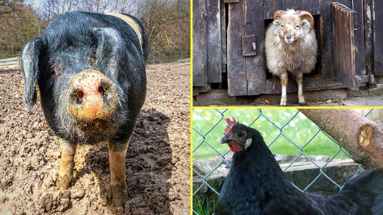 Angler Sattelschwein, Skudde und Augsburger Huhn