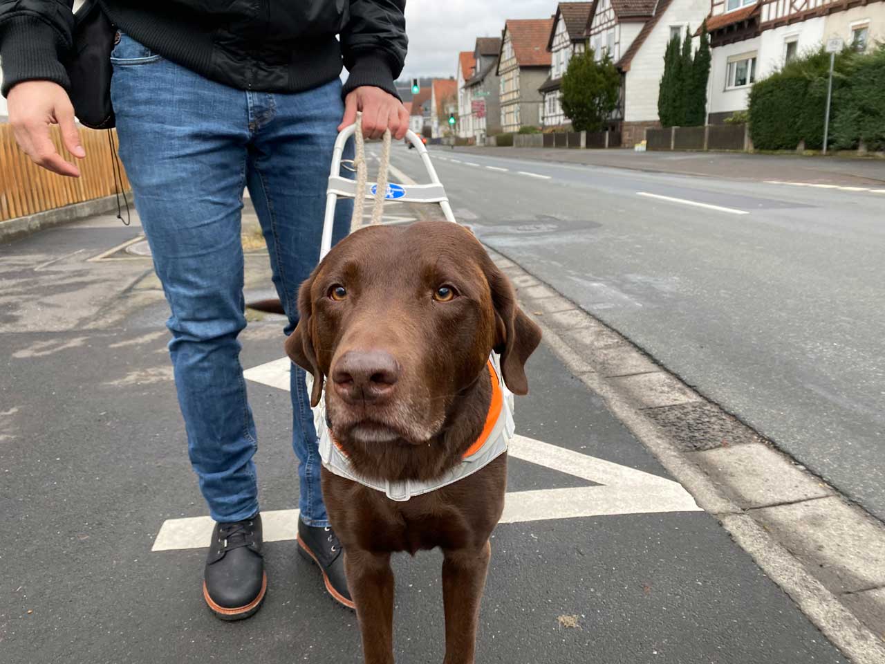 Blindenhund Orlando