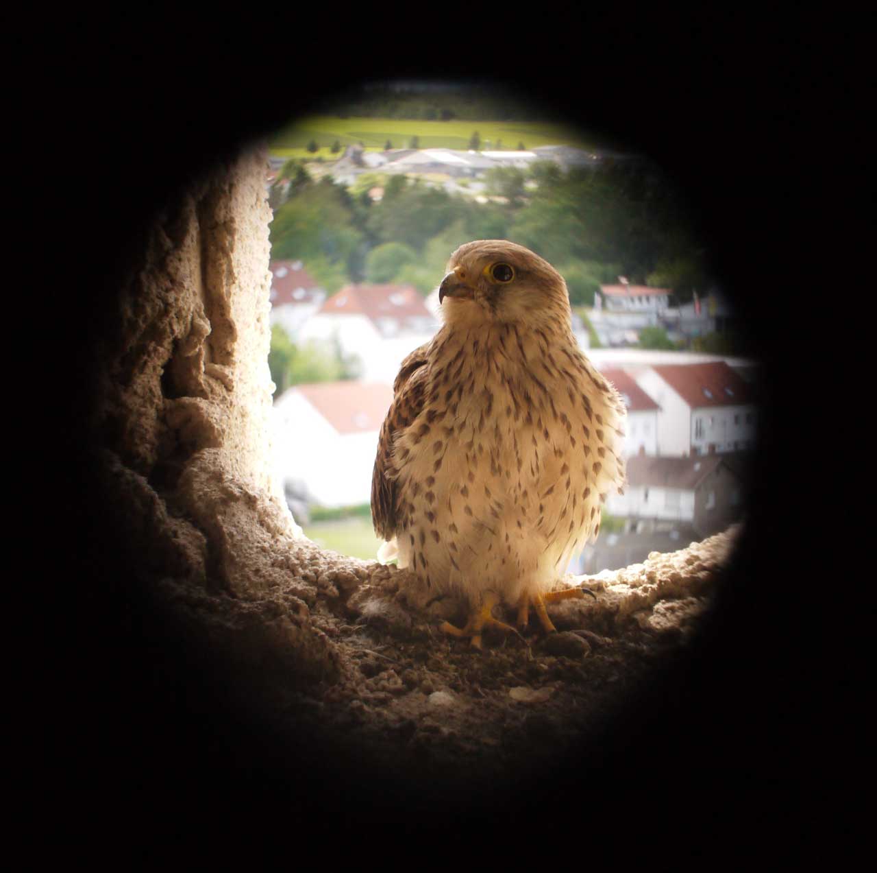 Sitzender Turmfalke mit der Stadt Gießen im Hintergrund