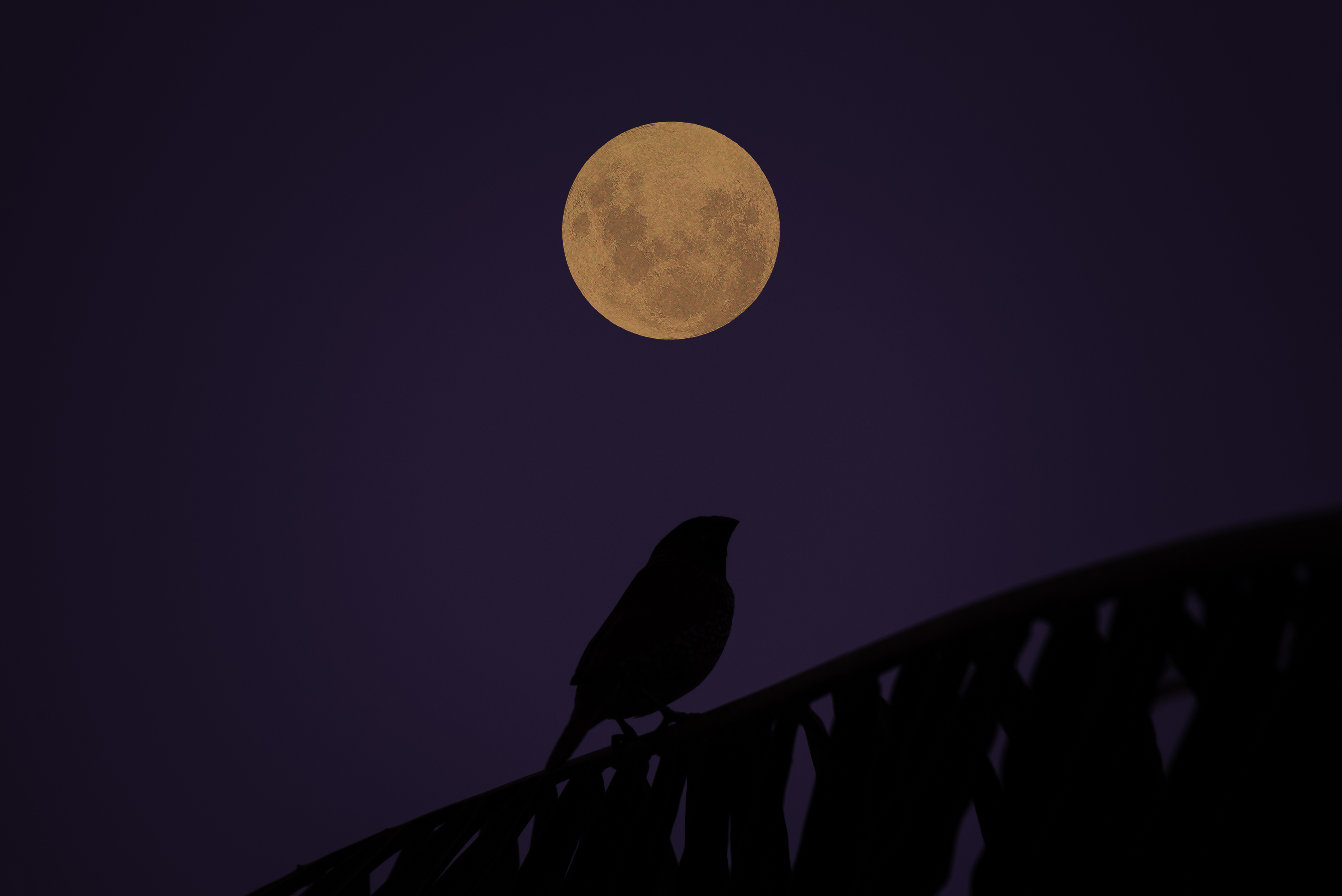 Silhouette eines Vogels auf einem Dach vor violettem Nachthimmel; über ihm ist ein großer Vollmond zu sehen.