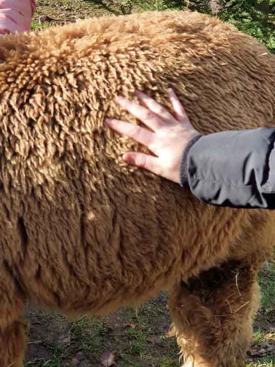 Hand steichelt ein Alpaka