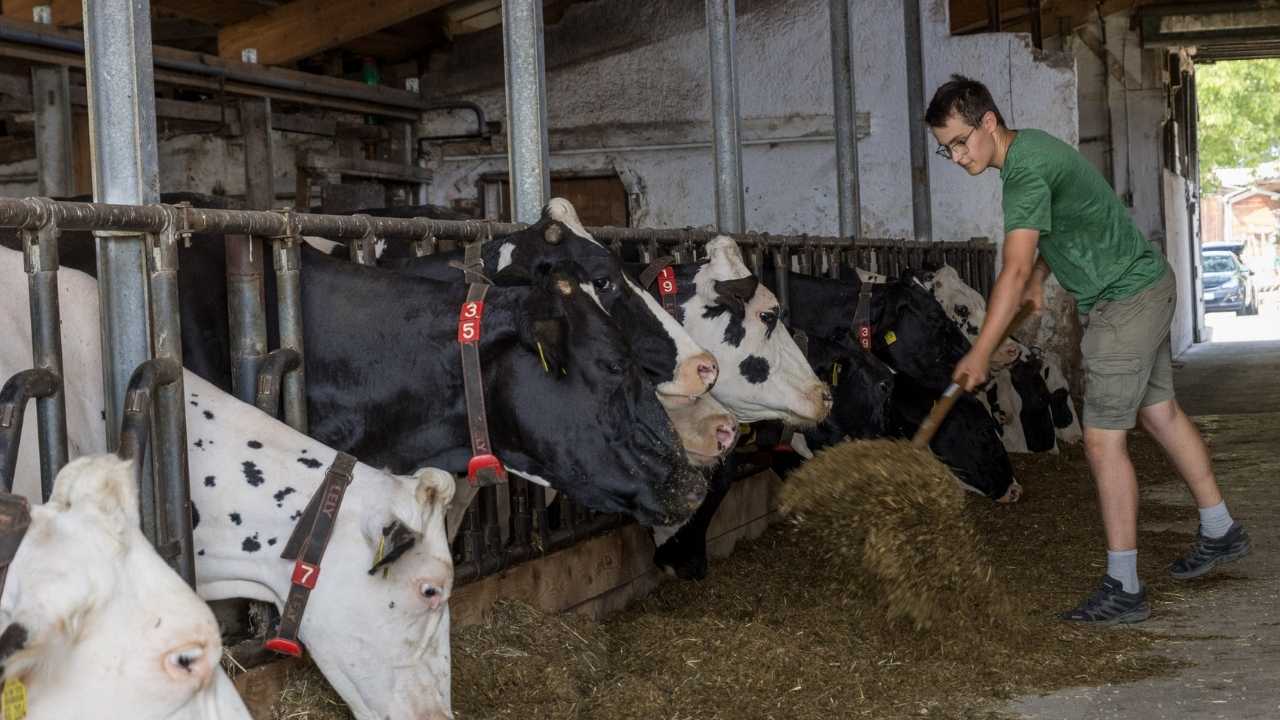Ein Jugendlicher im grünen T-Shirt und kurzer Hose steht im Kuhstall und gibt den Kühen Heu