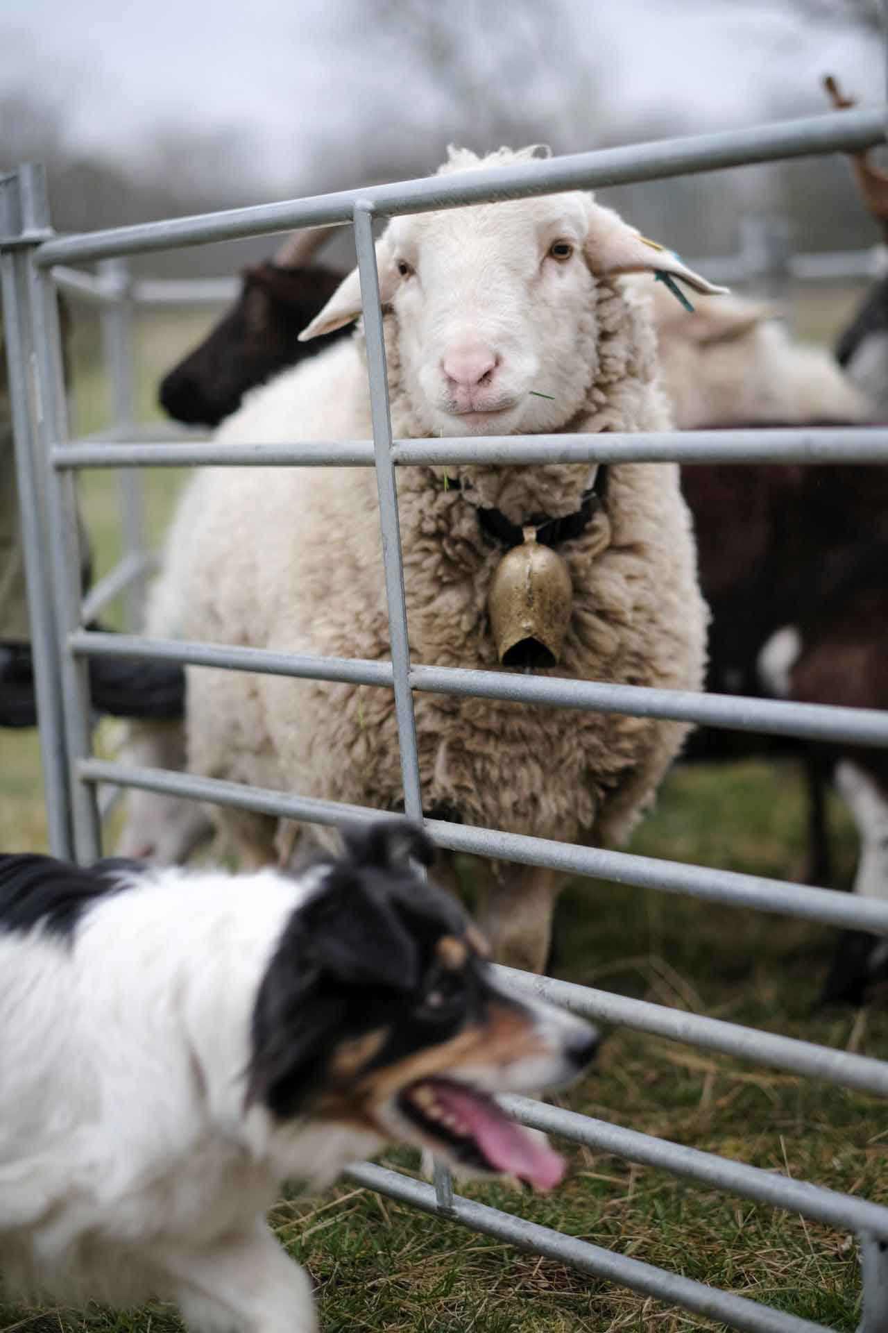Ein Border Collie steht vor einem Pferch, aus dem ein Schaf schaut.