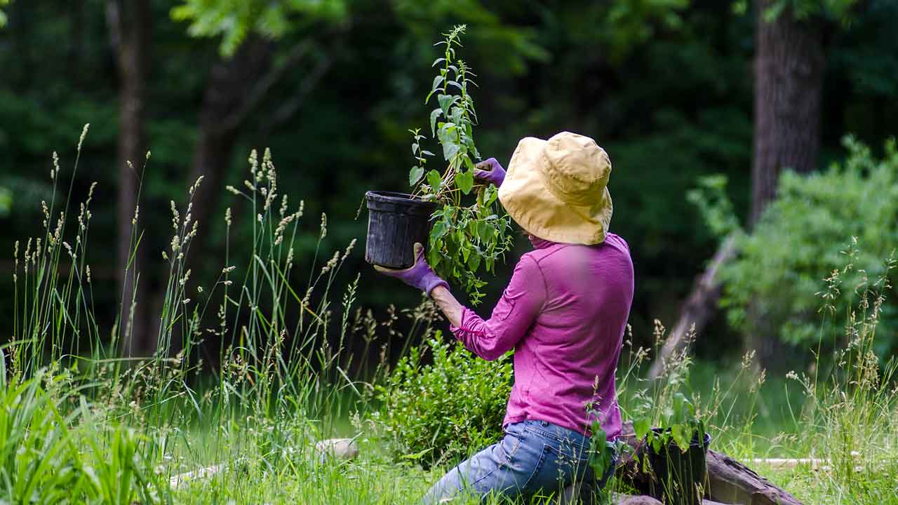 Frau pflanzt Pflanzen in ihren Garten