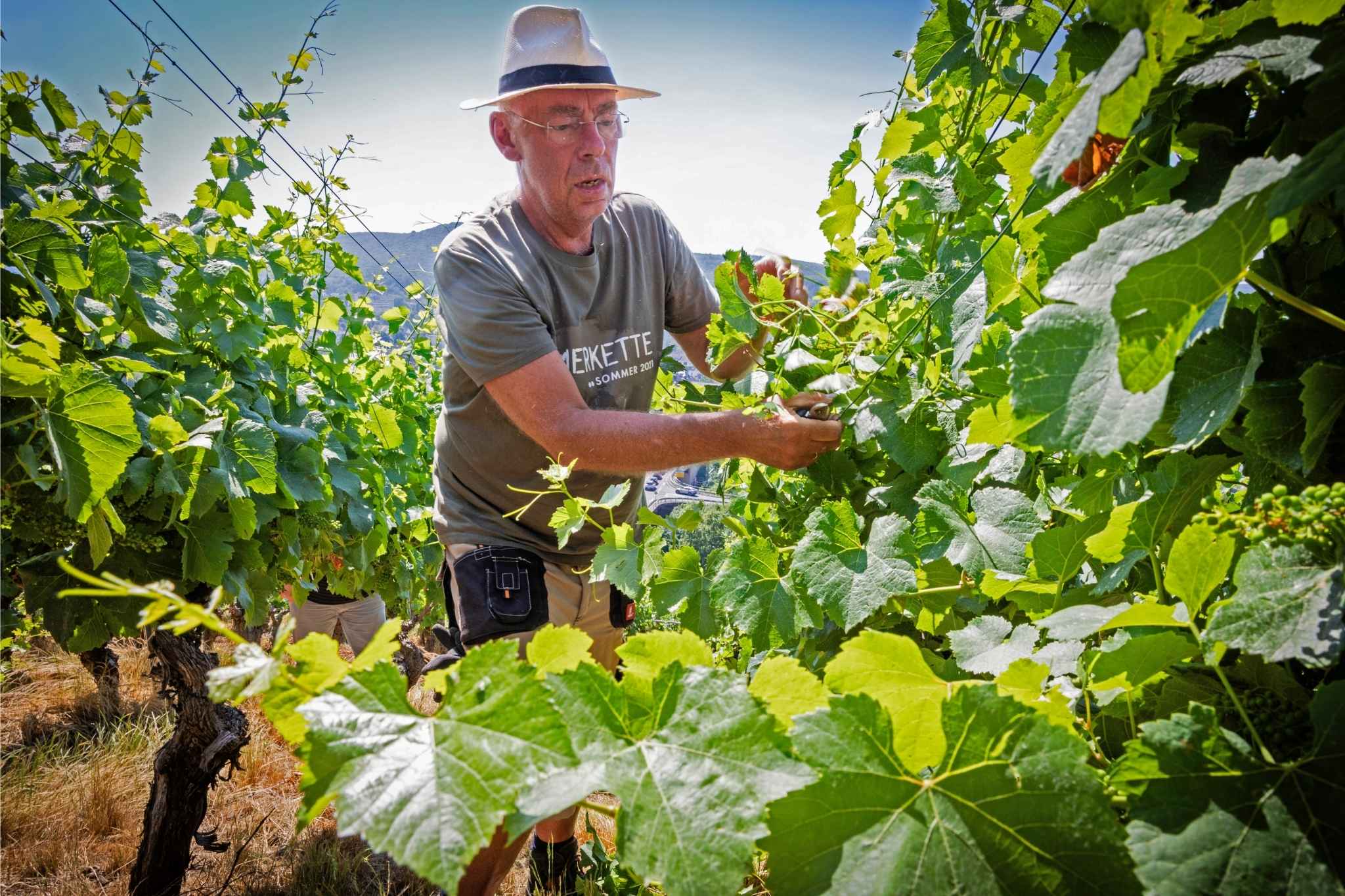 Ein Mann mit Strohhut steht tiefen in einem Weinberg und erntet Reben