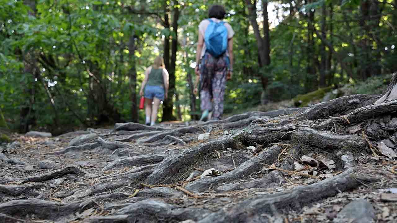 Wanderweg mit Wurzeln