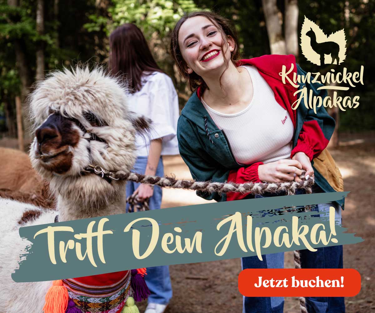 Triff Dein Alpaka bei Kunznickel-Alpakas